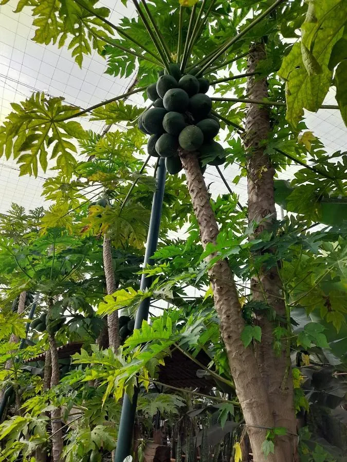 Tenerife Homestay Сан Мигель 0*,
